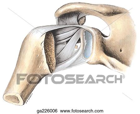 Stock Illustration - Posterior view of the interior of the shoulder joint; joint is exposed by cutting away the posterior part of the capsule and the head of the humerus.. Fotosearch