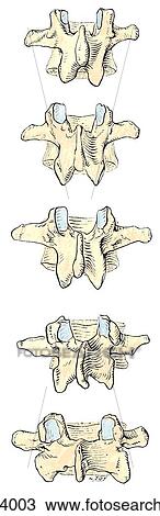 Posterior view of the lumbar vertebrae, showing mammillary, accessory, transverse, superior articular, and inferior articular processes. View Large Illustration Drawing - Posterior view of the lumbar vertebrae, showing mammillary, accessory, transverse, superior articular, and inferior articular processes.. Fotosearch