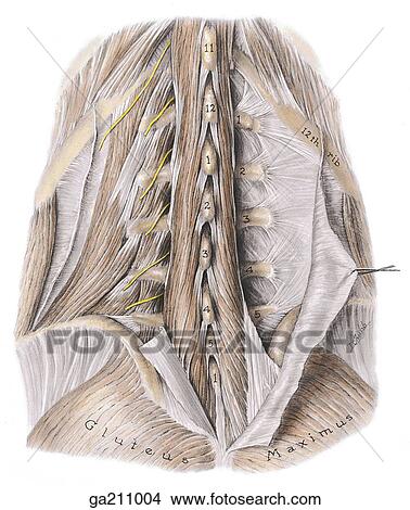 Posterior view of the multifidus, quadratus lumborum, and lumbar fascia; erector spinae is removed. View Large Illustration Stock Illustration - Posterior view of the multifidus, quadratus lumborum, and lumbar fascia; erector spinae is removed.. Fotosearch