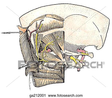 Clip Art - Posterior view of the muscles of the atlanto-occipital and atlantoaxial joints.. Fotosearch