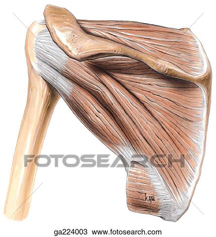 Posterior view of the rotator cuff. View Large Illustration Drawing - Posterior view of the rotator cuff.. Fotosearch