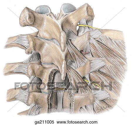 Stock Illustration - Posterior view of the rotatores and costotransverse ligaments.. Fotosearch
