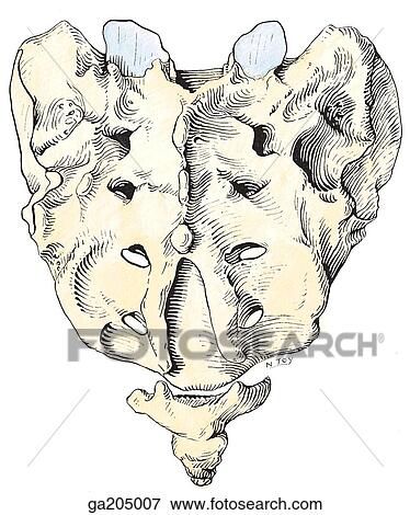 Stock Illustration - Posterior view of the sacrum and coccyx.. Fotosearch