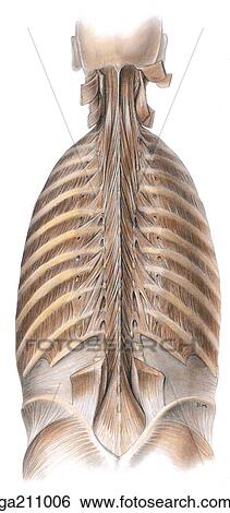 Stock Illustration - Posterior view of the semispinalis and multifidus muscles of the back; splenius capitus and cervicis, semispinalis capitis, and erector spinae are cut away.. Fotosearch