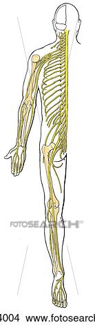 Stock Illustration - Posterior view of the somatic nervous system, superimposed on outline of body.. Fotosearch