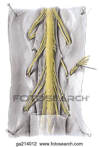 Posterior view of the spinal cord within its membranes. View Large Illustration Drawing - Posterior view of the spinal cord within its membranes.. Fotosearch