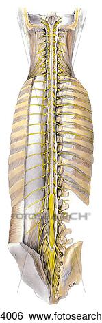 Posterior view of the spinal cord in situ with vertebral arches and posterior aspect of sacrum removed and dural sac cut open to reveal the spinal cord and nerve roots. View Large Illustration Stock Illustration - Posterior view of the spinal cord in situ with vertebral arches and posterior aspect of sacrum removed and dural sac cut open to reveal the spinal cord and nerve roots.. Fotosearch