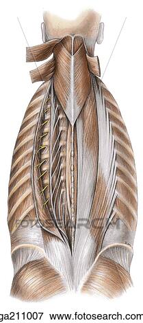 Stock Illustration - Posterior view of the splenius and erector spinal muscles of the back; the sternocleidomastoid and levator scapulae muscles are reflected and the longissimus muscle is pulled laterally to show insertion into transverse process and ribs.. Fotosearch