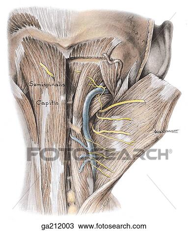 Posterior view of the suboccipital region; trapezius, sternocleidomastoid, and splenius muscles are removed. View Large Illustration Drawing - Posterior view of the suboccipital region; trapezius, sternocleidomastoid, and splenius muscles are removed.. Fotosearch