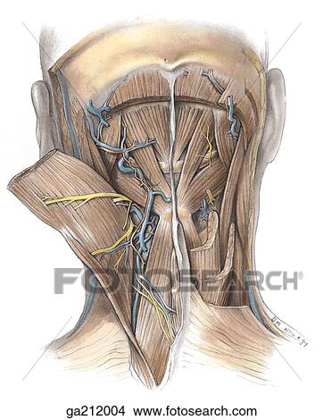 Posterior view of the suboccipital region with the semispinalis capitis reflected on the left and removed on the right. View Large Illustration Stock Illustration - Posterior view of the suboccipital region with the semispinalis capitis reflected on the left and removed on the right.. Fotosearch
