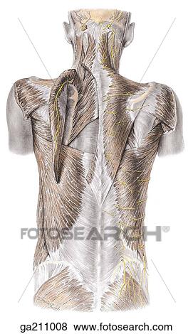Posterior view of the superficial muscles of the back; trapezius muscle is reflected on the left. View Large Illustration Stock Illustration - Posterior view of the superficial muscles of the back; trapezius muscle is reflected on the left.. Fotosearch