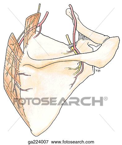 Stock Illustration - Posterior view of the suprascapular and dorsal scapular nerves.. Fotosearch