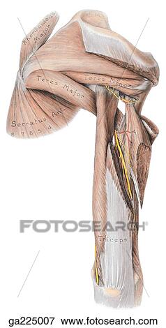 Posterior view of the triceps brachii and related nerves. View Large Illustration Stock Illustration - Posterior view of the triceps brachii and related nerves.. Fotosearch