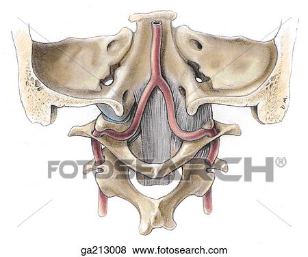 Stock Illustration - Posterior view of the vertebral artery joining to form the basilar artery.. Fotosearch