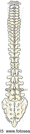 Posterior view of the vertebral column, showing the cervical, thoracic, and lumbar vertebrae, and the sacrum and coccyx. View Large Illustration Stock Illustration - Posterior view of the vertebral column, showing the cervical, thoracic, and lumbar vertebrae, and the sacrum and coccyx.. Fotosearch