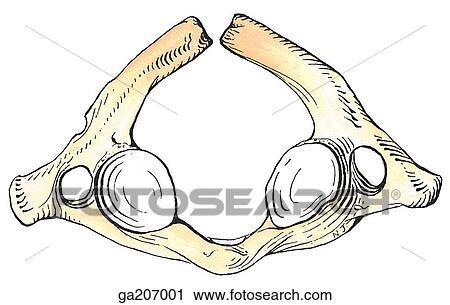 Clip Art - Posterior view of unfused posterior arch of atlas.. Fotosearch
