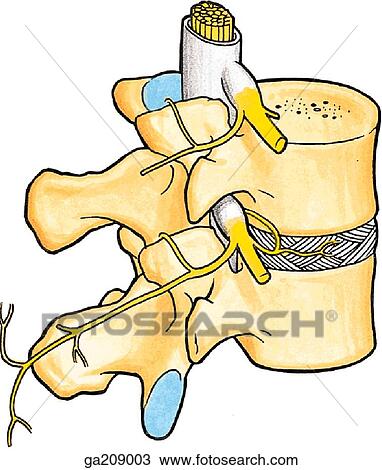 Posterolateral view of innervation of vertebral joint and intervertebral disc. View Large Illustration Drawing - Posterolateral view of innervation of vertebral joint and intervertebral disc.. Fotosearch