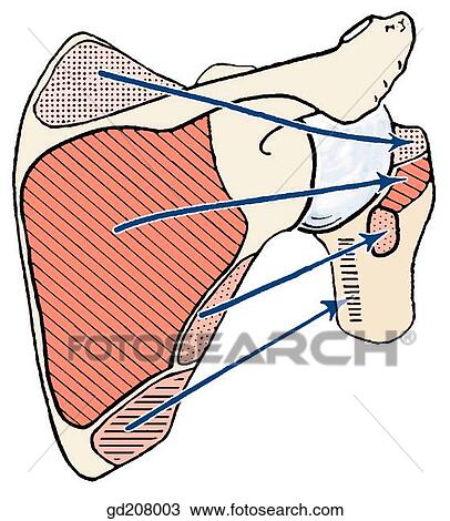 Proximal and distal attachment sites of four scapular muscles. View Large Illustration Drawing - Proximal and distal attachment sites of four scapular muscles.. Fotosearch