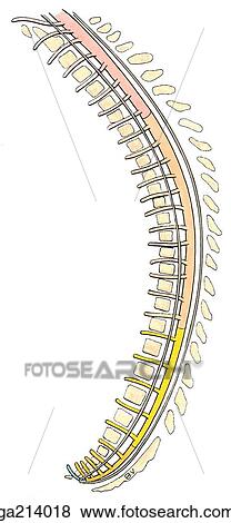 Stock Illustration - Sagittal section of spinal cord at 12 weeks' gestation, showing the nerves, vertebral bodies, and cervical (pink), thoracic (orange), lumbar (yellow), sacral (brown), and coccygeal (green) segments.. Fotosearch