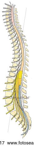 Sagittal section of spinal cord in adult showing the spinal nerves, vertebral bodies, and cervical (pink), thoracic (orange), lumbar (yellow), sacral (brown), and coccygeal (green) segments, as well as the cauda equina and filum terminale. View Large Illustration Stock Illustration - Sagittal section of spinal cord in adult showing the spinal nerves, vertebral bodies, and cervical (pink), thoracic (orange), lumbar (yellow), sacral (brown), and coccygeal (green) segments, as well as the cauda equina and filum terminale.. Fotosearch