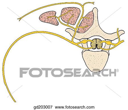 Stock Illustration - Schema of spinal nerve. Distribution of dorsal ramus to deep back muscles and skin of back.. Fotosearch