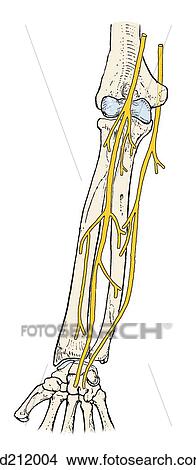 Schema, von, motor, innervation, von, vorhergehend, unterarm, muscles
