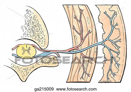 Schematic transverse section of dermatome and myotome. View Large Illustration Stock Illustration - Schematic transverse section of dermatome and myotome. . Fotosearch