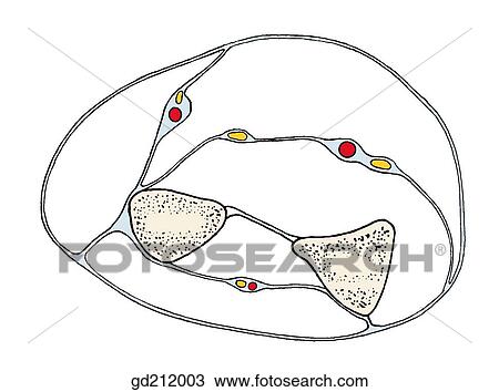 Drawing - Schematic transverse section through forearm.. Fotosearch