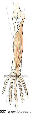 Second layer of muscles on the anterior of forearm. View Large Illustration Stock Illustration - Second layer of muscles on the anterior of forearm.. Fotosearch