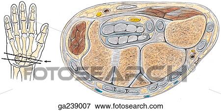 Section through distal carpal tunnel; for level of section, see insert (line A). View Large Illustration Stock Illustration - Section through distal carpal tunnel; for level of section, see insert (line A).. Fotosearch
