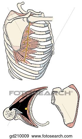 Serratus anterior and its attachment to ribs and scapula. Motor supply by the long thoracic nerve. View Large Illustration Stock Illustration - Serratus anterior and its attachment to ribs and scapula. Motor supply by the long thoracic nerve.. Fotosearch