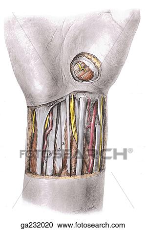 Structures of the anterior aspect of wrist. View Large Illustration Clipart - Structures of the anterior aspect of wrist.. Fotosearch