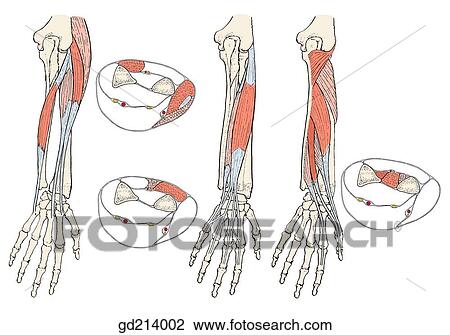 Superficial and deep muscles of the posterior forearm. View Large Illustration Drawing - Superficial and deep muscles of the posterior forearm.. Fotosearch