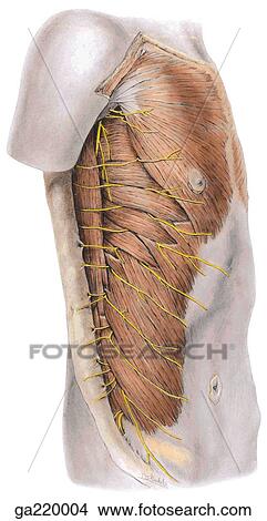 Stock Illustration - Superficial dissection of trunk, lateral view, showing superficial nerves and muscles.. Fotosearch