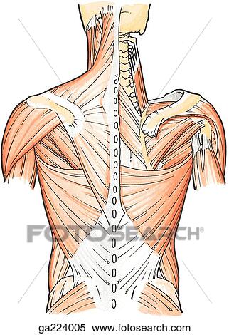 Superficial muscles of the back. View Large Illustration Stock Illustration - Superficial muscles of the back.. Fotosearch