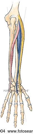 Superficial muscles of the posterior forearm. View Large Illustration Stock Illustration - Superficial muscles of the posterior forearm.. Fotosearch