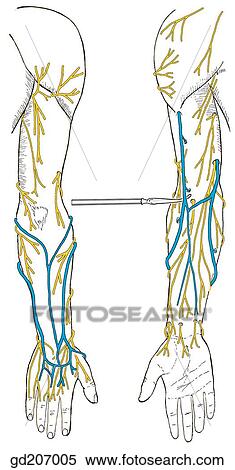Superficial nerves and veins. With a probe, lift up superficial veins and note perforating veins. View Large Illustration Stock Illustration - Superficial nerves and veins. With a probe, lift up superficial veins and note perforating veins.. Fotosearch