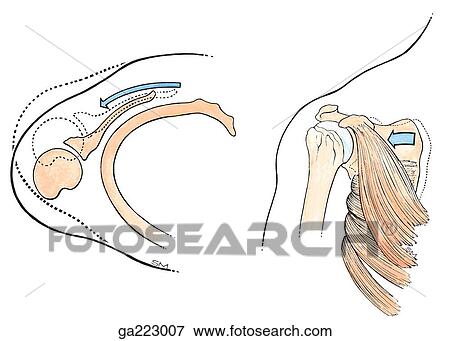 Superior (left) and anterior (right) view of scapular protraction; dotted lines indicate the starting position of the movement. View Large Illustration Stock Illustration - Superior (left) and anterior (right) view of scapular protraction; dotted lines indicate the starting position of the movement.. Fotosearch
