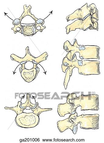 Stock Illustration - Superior (left) and lateral (right) views of features and movements of cervical (top), thoracic (middle), and lumbar (bottom) vertebrae.. Fotosearch
