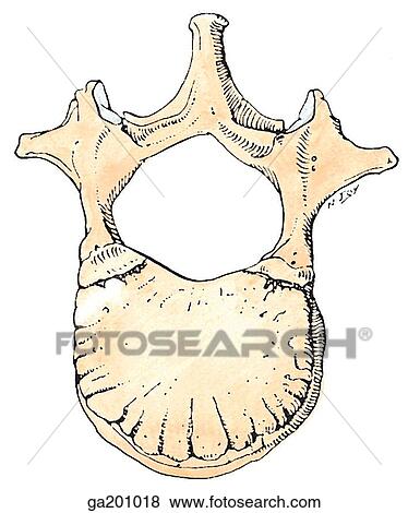 Superior view of a fused vertebra. View Large Illustration Stock Illustration - Superior view of a fused vertebra.. Fotosearch