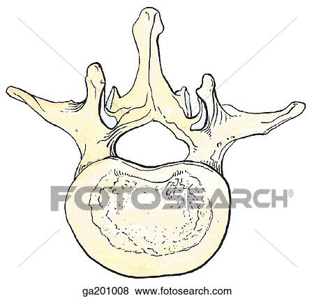 Stock Illustration - Superior view of a typical 2nd lumbar vertebra.. Fotosearch