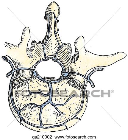 Superior view of lumbar vertebra with vertebral body sectioned transversely. View Large Illustration Drawing - Superior view of lumbar vertebra with vertebral body sectioned transversely.. Fotosearch