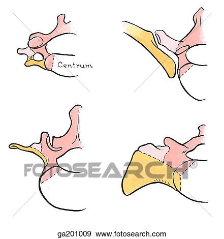 Stock Illustration - Superior view of the homologous parts of vertebrae, illustrating the centrum (uncolored), vertebral arch (pink), and the rib elements (yellow).. Fotosearch