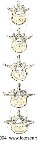 Stock Illustration - Superior view of the lumbar vertebrae, showing the mamillary, accessory, and transverse processes.. Fotosearch