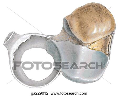 Drawing - Superior view of the socket for head of radius and trochlea of humerus.. Fotosearch