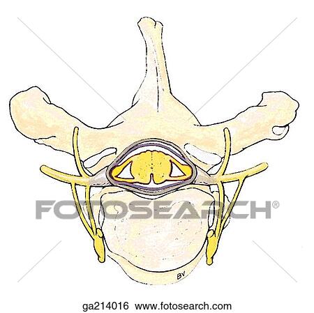 Superior view of the spinal nerves. View Large Illustration Stock Illustration - Superior view of the spinal nerves.. Fotosearch
