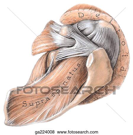 Stock Illustration - Superior view of the supraspinatus including the deltoid, acromial angle, coracoid process, pectoralis minor, suprascapular ligament, subscapularis, and coracoacromial ligament.. Fotosearch