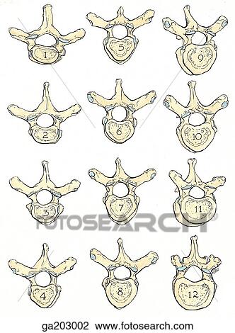 Drawing - Superior view of the thoracic vertebrae (superior four, 1st column; middle four, 2nd column; inferior four, 3rd column).. Fotosearch