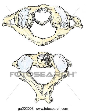 Drawing - Superior views of the atlas (top) and axis (bottom).. Fotosearch
