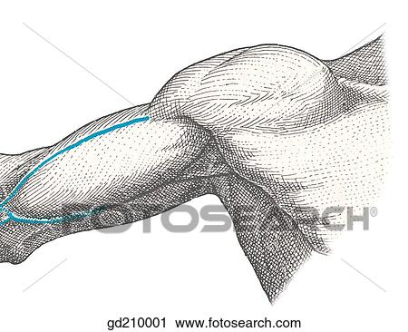 Surface anatomy of axilla. View Large Illustration Clip Art - Surface anatomy of axilla.. Fotosearch